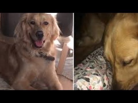 When A Man Came Home From Work, His Grieving Dog Immediately Alerted Him To A Hidden Intruder