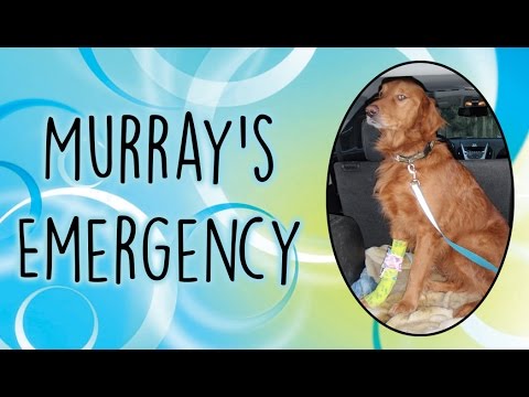 bunny แปลว่า Murray's Emergency