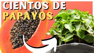 Como SEMBRAR PAPAYA en CASA 🌴 ¡Cientos de papayos!