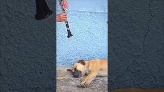 Üflemeli Çalgınız Bir Yerinize Kaçsın Işşallah