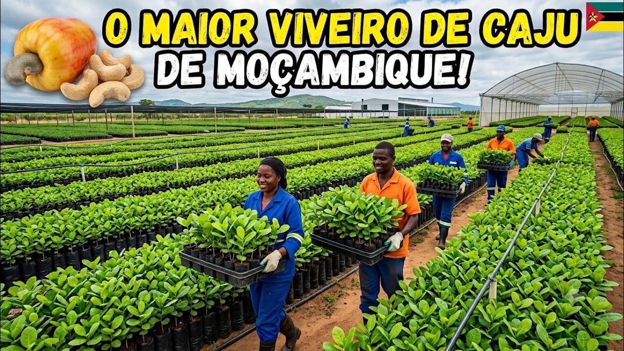 Visitámos o Maior Viveiro de Cajú de Moçambique 🇲🇿 | Produz Mais de 700 Mil Mudas por Ano!