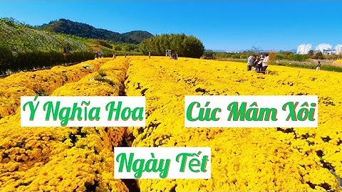 Ý Nghĩa Hoa Cúc Mâm Sôi Trong Ngày Tết