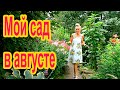 Что делать в саду в августе?