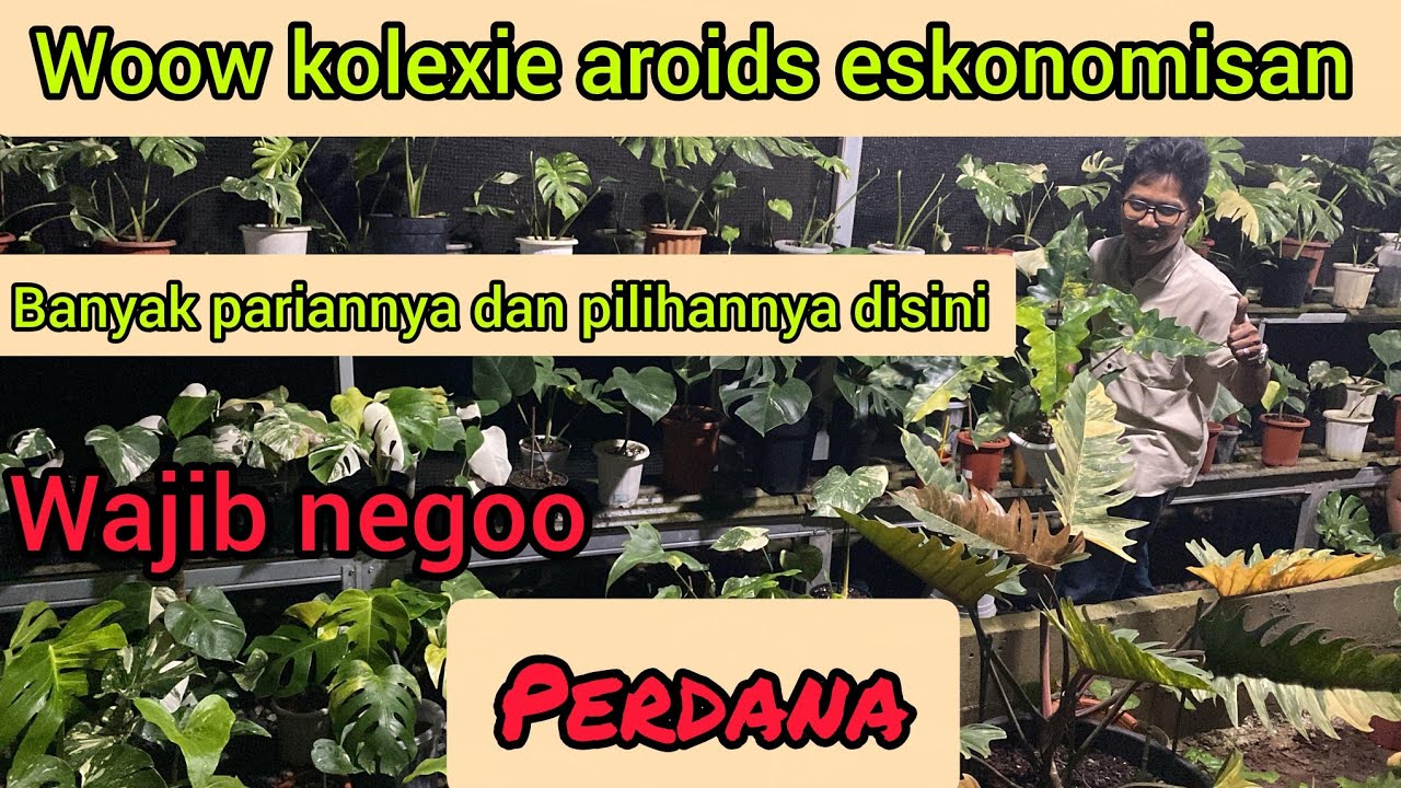 WOWW KOLEXIE AROIDS EKONOMISAN⁉️BANYAK PARIANNYA DAN PILIHANNYA DISINI‼️