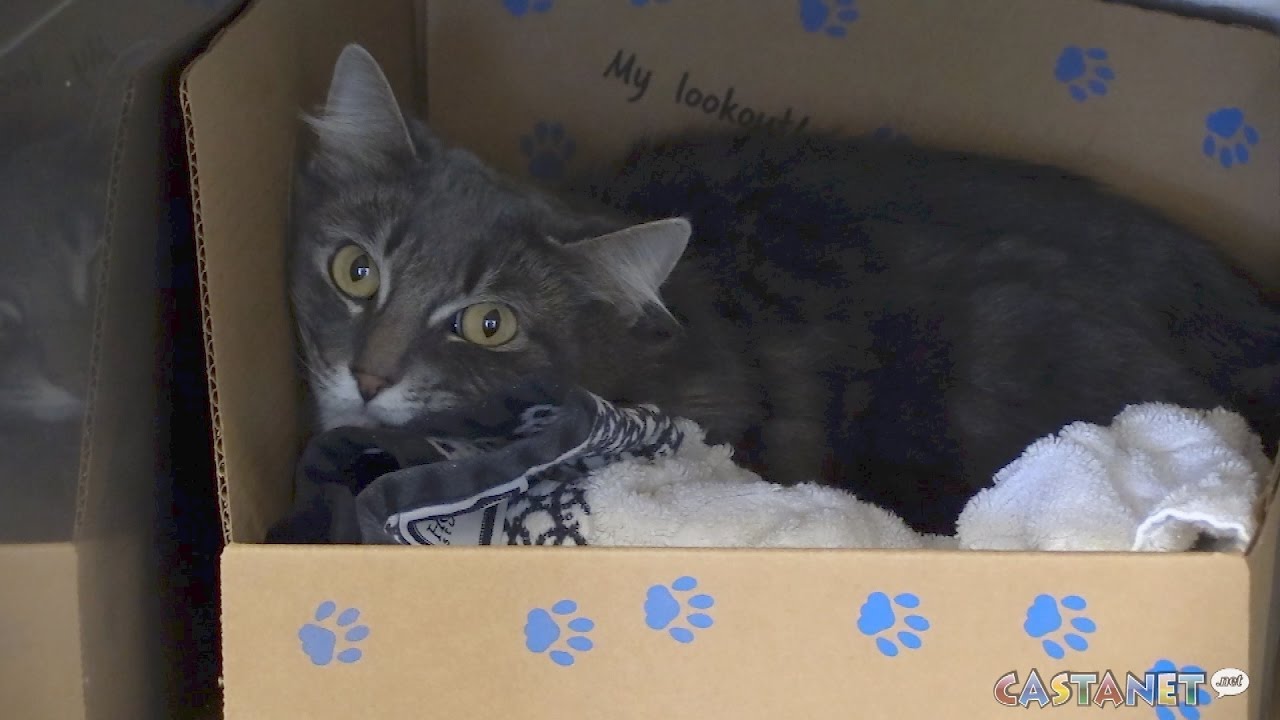 pets of the week YouTube