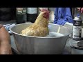 How to fix and cure an Egg bound chicken