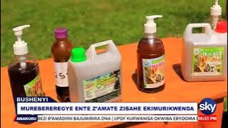 MUREBEREREGYE ENTE Z'AMATE ZIBAHE EKIMURIKWENDA - BUSHENYI #AGENSHONGA