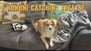 Kokoni Dog Loves Catching Treats! #dogtricks #kokoni #littledogs