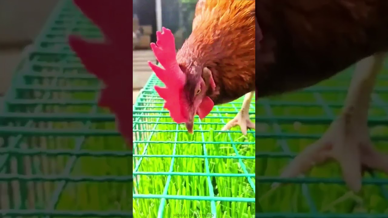 கோழிகளுக்கு ஆபத்தாகும் பெயிண்ட்! ⚠️