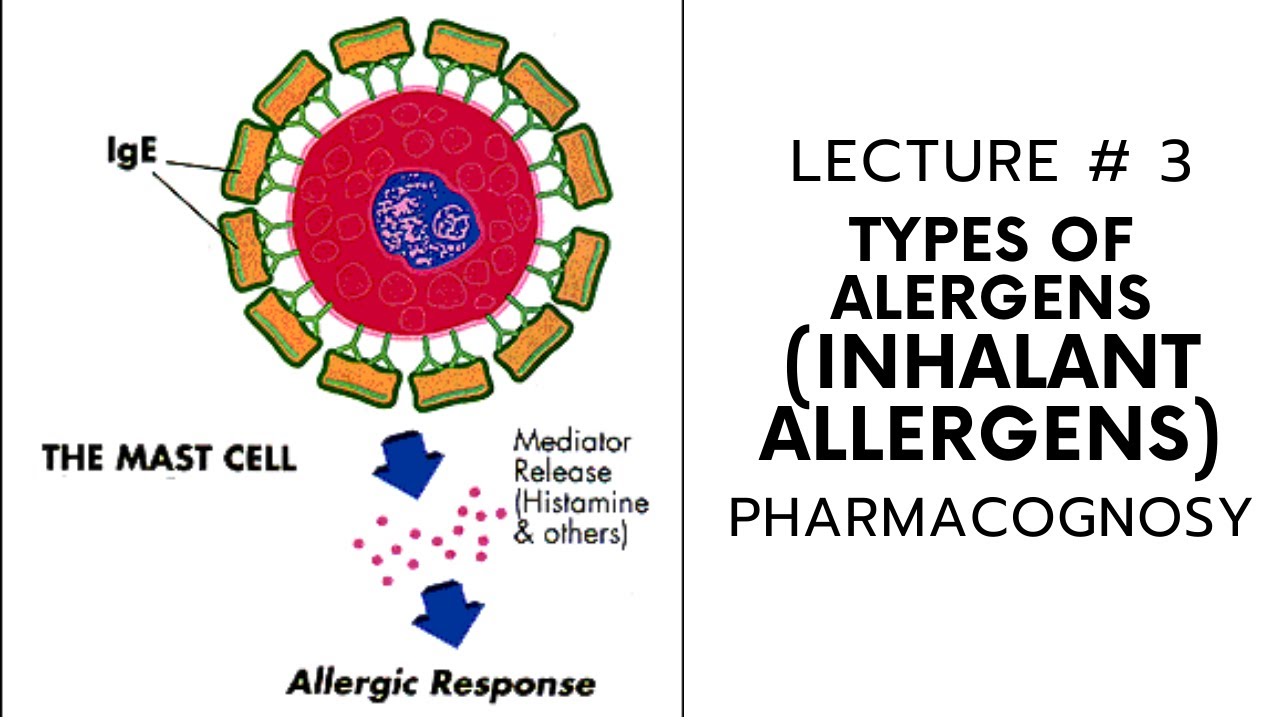 Allergen Inhalation PHARMACOGNOSY || ALLERGY | TYPES OF ALLERGENS || INHALANT ALLERGENS ...
