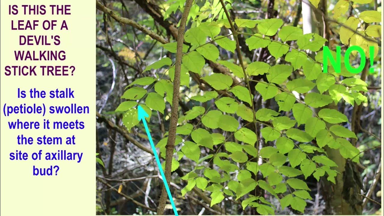 DEVILS WALKING STICK TREE the largest leaves in temperate North America ...