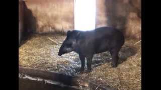 Download Lagu What does the tapir say? MP3 Download Lagu What does the tapir say? MP3