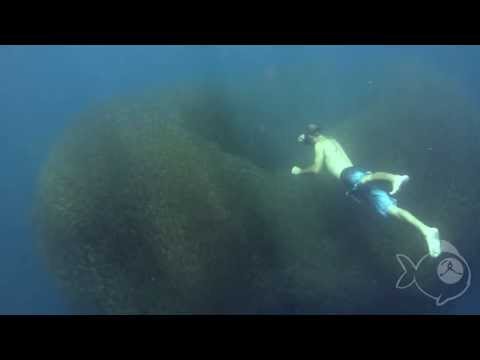 Swimming in a Fish Bait Ball