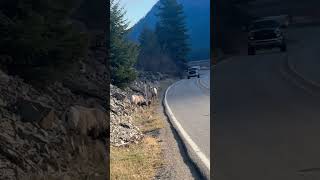 Coal-Rolling Truck Disturbs Mountain Goats