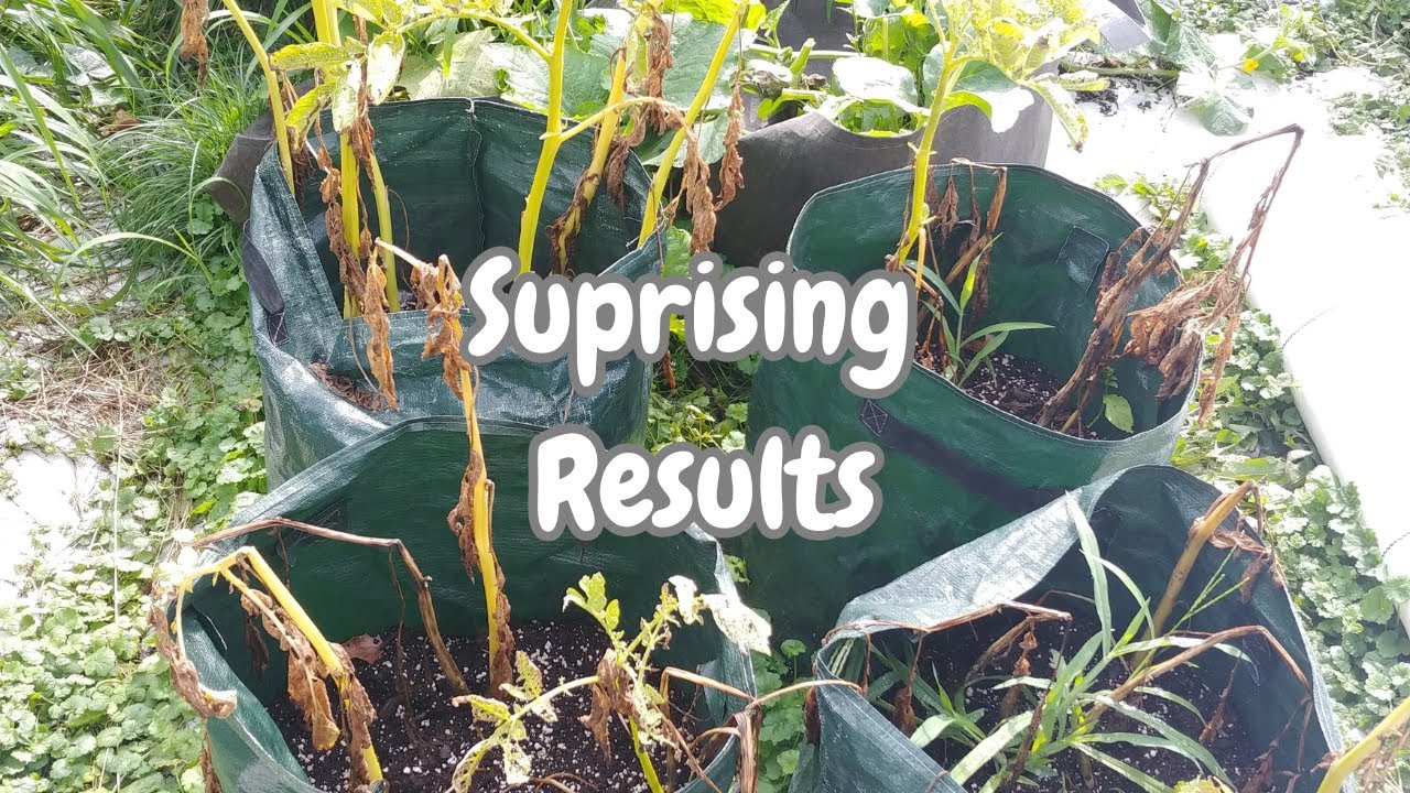 easy POTATO HARVEST from grow bag containers