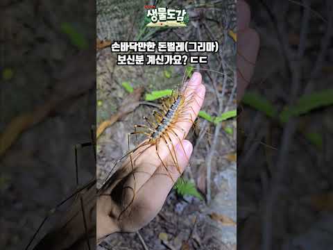 손바닥만한 돈벌레(그리마)보신분 계신가요? ㄷㄷ