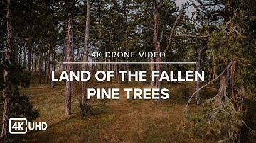 4K Drone Footage - Land of The Fallen Pine Trees (short)