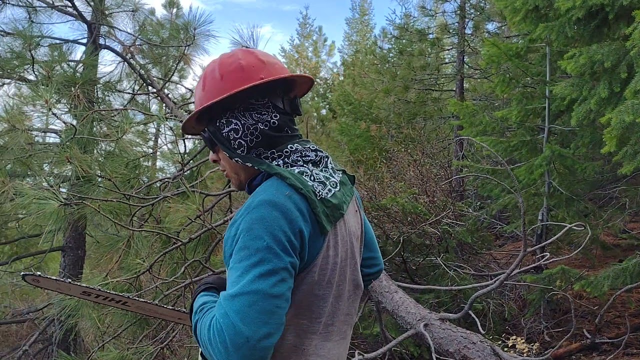 Desaijando pinos en la cierra de Oregon y california