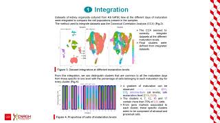 Maturation study of organoids from single-cell RNA-seq... - Solรจne Brohard - Poster - ISMB/ECCB 2023