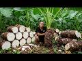 Harvesting giant wild taro | Transforming a highly irritating plant into animal feed and herbal tea.