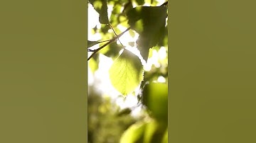 Become a successful PM! #motivation #shorts #quotes #projectmanagement #mindset #projectmanager