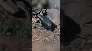 Как юный медоед ищет мёд!