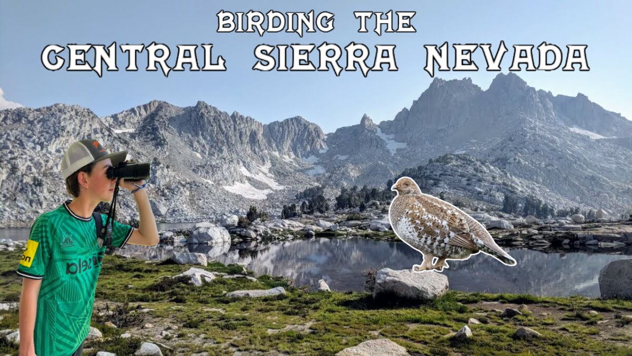 Birding the Central Sierra Nevada with Wildlife Biologist Rachel Clark