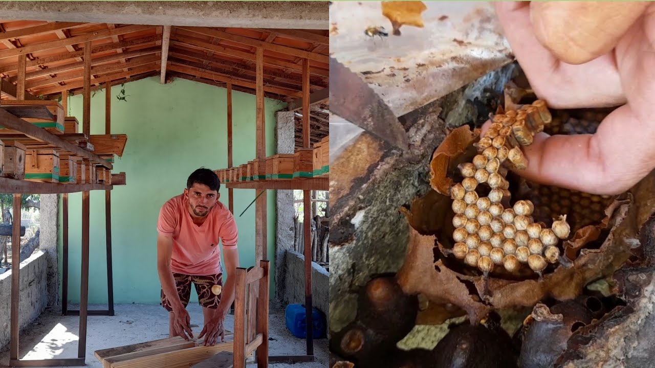 Fernando Ensina o Segredo para Montar uma Mini Colônia de Abelhas Jandaíra!