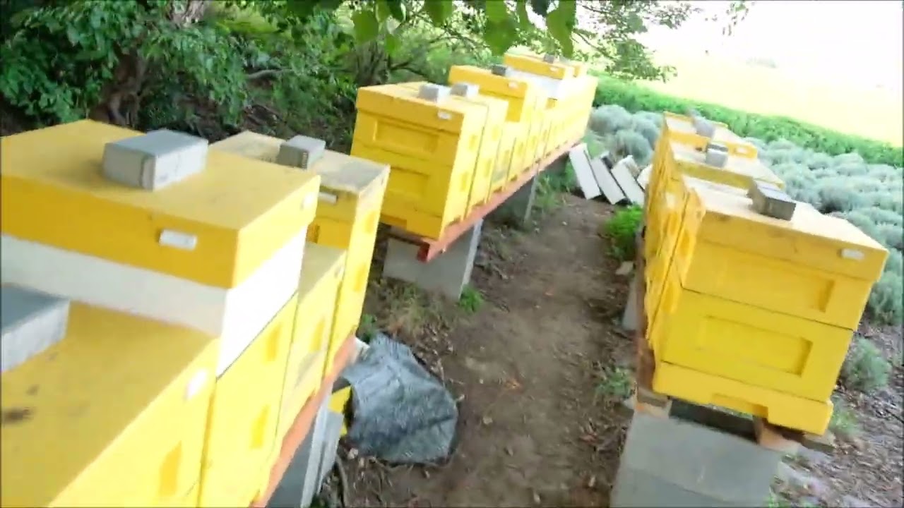 Stav oddělků vytvořených bez včel.29.8.2024