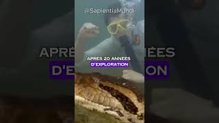 Le plus gros serpent jamais filmé à été découvert en Amazonie #nature #science Le plus gros serpent jamais filmé à été découvert en Amazonie #nature #science