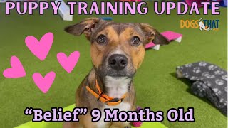 Puppy Belief's Training Progress Update: 9 Months Old