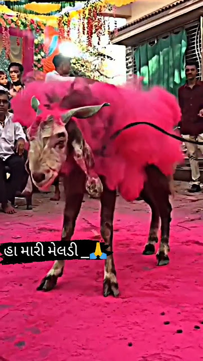 jay meldi🌷 maa #video #stetus #gujarati #shortvideo