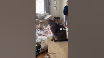 Cats blaming dogs 🐈🐶 #cats #dogs #funnyanimals