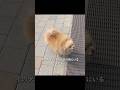 ピザ店に現れた“やんちゃ犬”　だが店主一家の心を温める存在になる#shorts #動物解説 #犬