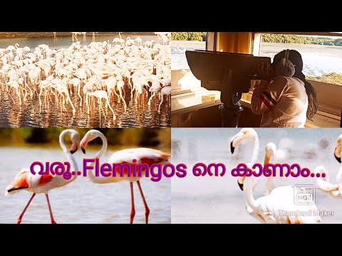 Dubai Ras Al Khor Wildlife  Sanctuary | Viewing Flemingos | Dubai Bird sanctuary Video |