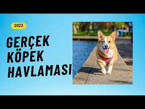 Gerçek Havlayan Köpek Sesi | Dog Barking Sound (Yüksek Kalite & 1 Saatlik Versiyon )