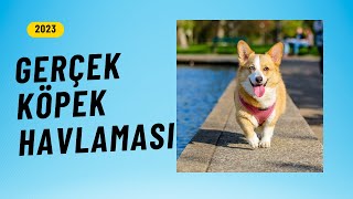 Gerçek Havlayan Köpek Sesi | Dog Barking Sound (Yüksek Kalite & 1 Saatlik Versiyon )