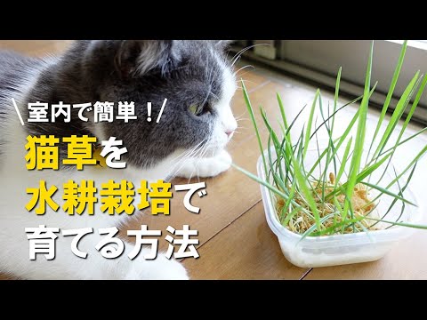 猫草の育て方、初心者でも簡単にできる3つのポイント