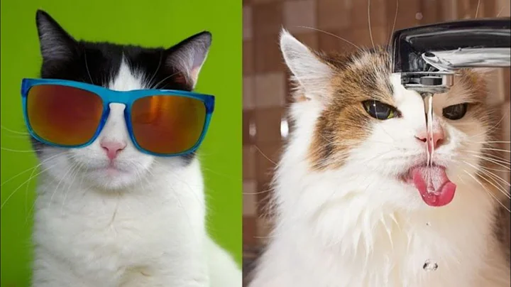 Video 2139131: pets funnycats dogs animals, amazing pets animals, baby animals pets, cutest pets, funny cat