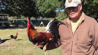 Larry Romero Albany brood stag hand selected