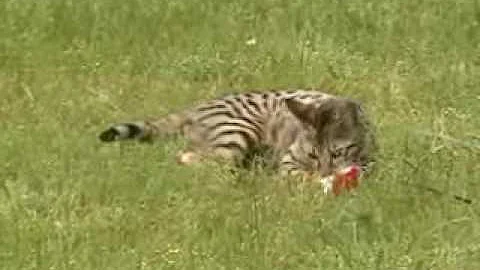 Watch the video about Savannah cat kaden