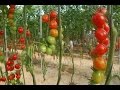 Sistemas de Siembra para Tomate en Invernadero - TvAgro por Juan Gonzalo Angel