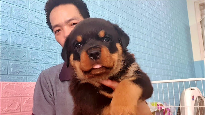 Chó rottweiler 4 tháng nặng bao nhiêu kg