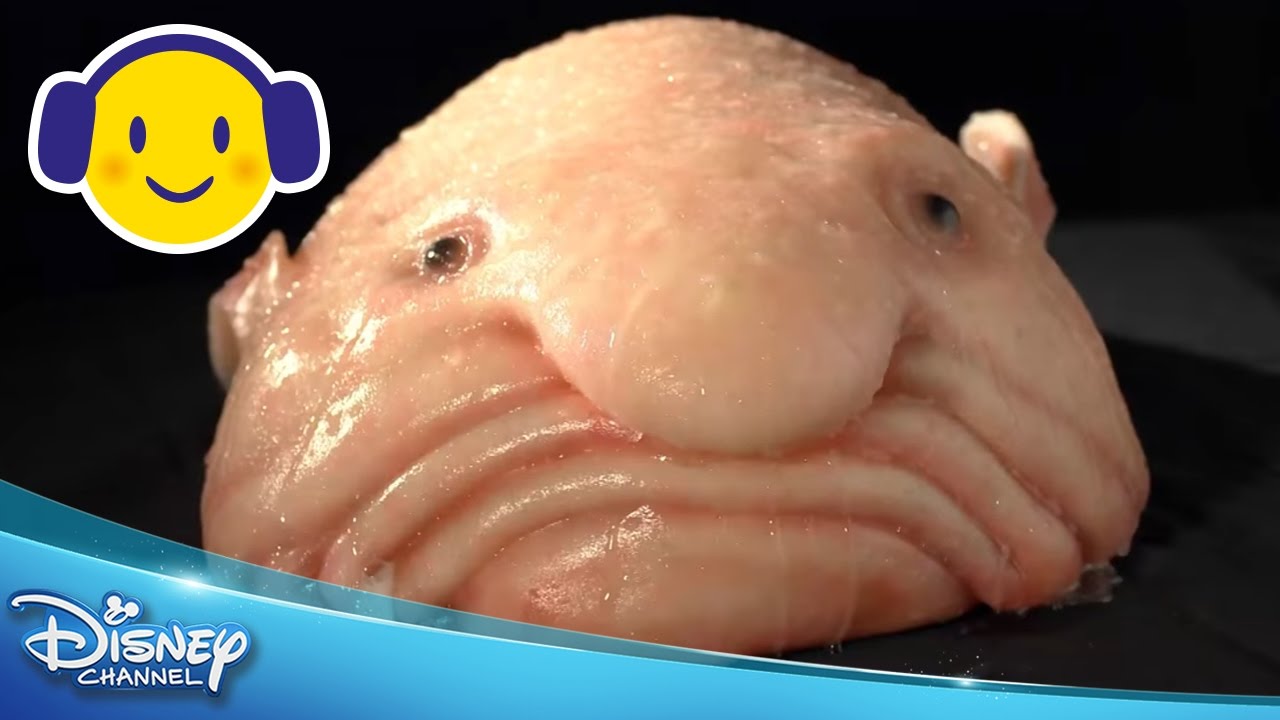 Bizaardvark | Liedje: Blobfish | Disney Channel BE - YouTube