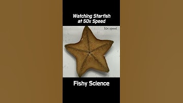 How Do Starfish Move? #shorts