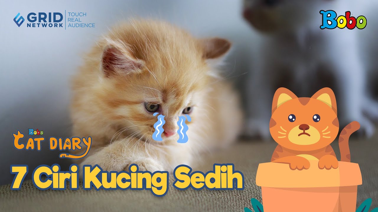 Pencinta Kucing Wajib Tahu, Ini 5 Cara Mencari Kucing Hilang atau 