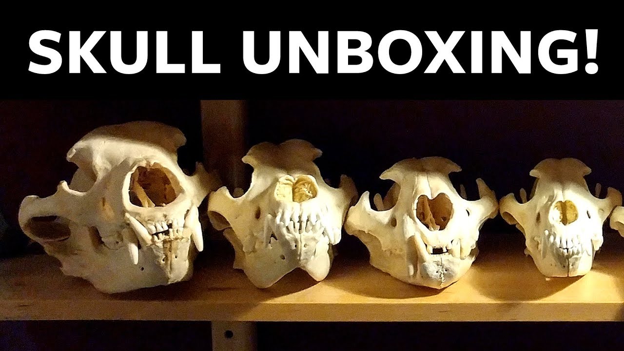 Gift This, Not That: Bone Clones Vs. Skulls Unlimited