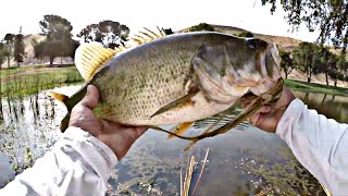 Pb for this year so far! Hart Park Bakersfield, Ca Bassin (Frog Fish)