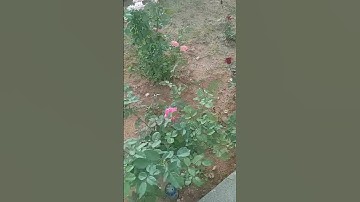  اغفر لي ولوالدي ولمن دخل بيتي مؤمنا وللمؤمنين والمؤمنات ولا تزد الظالمين إلا تبارا#سورة نوح