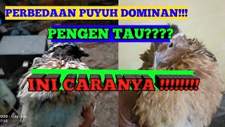 quail parent stock | dominant breeding characteristics